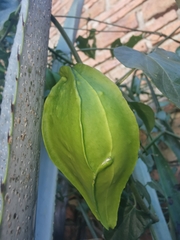 Gonolobus sororius
