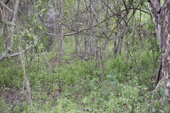 Lycalopex sechurae