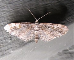 Eupithecia graefii