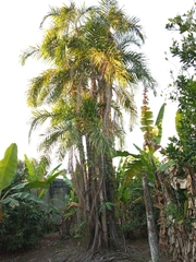 Bactris gasipaes chichagui