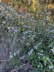 Aphanostephus skirrhobasis