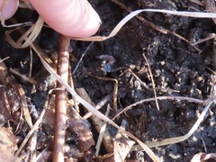 Lucidota atra
