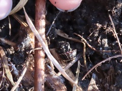 Lucidota atra