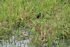 Jacana jacana hypomelaena