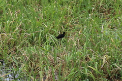 Jacana jacana hypomelaena