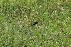 Jacana jacana hypomelaena