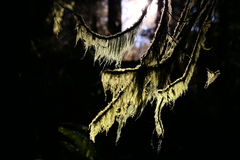 Pseudisothecium myosuroides