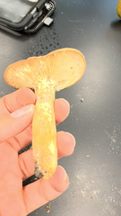 Lactifluus volemus