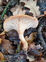 Paralepista