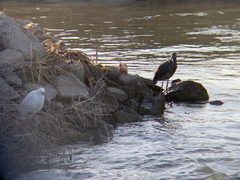 Egretta rufescens