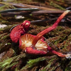 Hygrocybe substrangulata