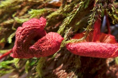 Hygrocybe substrangulata