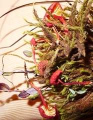 Hygrocybe substrangulata