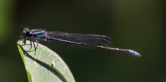 Enallagma cardenium