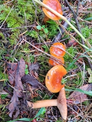 Lactarius subviscidus