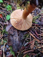 Lactarius subviscidus