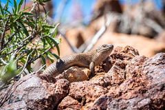 Egernia stokesii zellingi