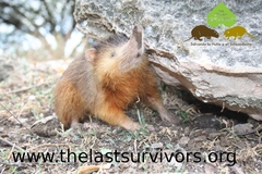Hispaniolan Solenodon photo 2