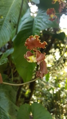 Cyrtochilum serratum