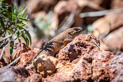 Egernia stokesii zellingi