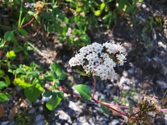 Ageratina saltillensis