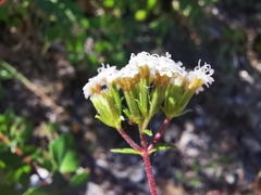 Ageratina saltillensis