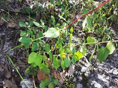Ageratina saltillensis