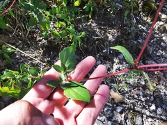 Ageratina saltillensis