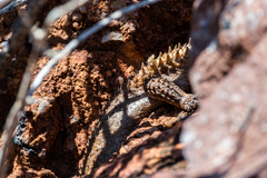 Egernia stokesii zellingi