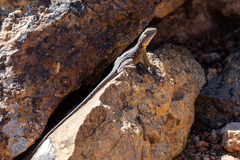 Ctenophorus vadnappa