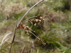 Juncus effusus solutus