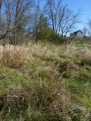 Juncus effusus solutus