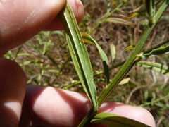 Euthamia graminifolia nuttallii