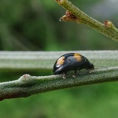 Peltoschema tetraspilotum