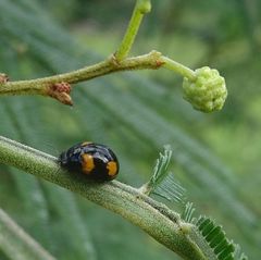 Peltoschema tetraspilotum