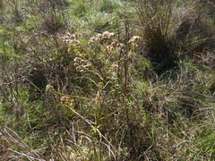Euthamia graminifolia nuttallii