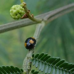 Peltoschema tetraspilotum