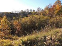 Agrochola pistacinoides