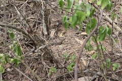 Medopheos edracanthus