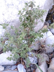 Condalia hookeri