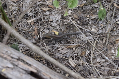 Medopheos edracanthus