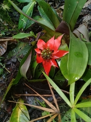 Guzmania conglomerata