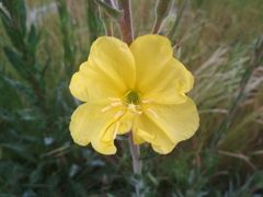 Oenothera