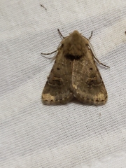Eucoptocnemis fimbriaris