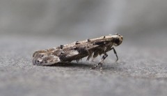 Coleotechnites coniferella