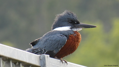 Megaceryle torquata stellata