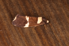 Thallarcha phalarota