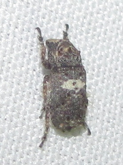 Toxonotus cornutus