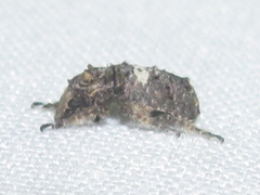 Toxonotus cornutus