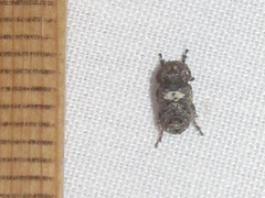 Toxonotus cornutus